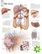 Liver Laminated Poster