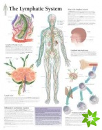 Lymphatic System Laminated Poster