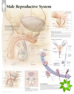 Male Reproductive System Paper Poster