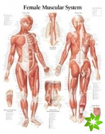 Muscular System with Female Figure Laminated Poster