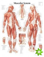 Muscular System with Male Figure Paper Poster