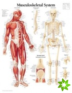 Musculoskeletal System Paper Poster