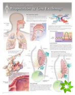 Respiration & Gas Exchange Laminated Poster