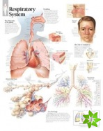 Respiratory System Laminated Poster