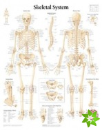 Skeletal System Laminated Poster