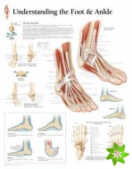Understanding the Foot & Ankle Paper Poster