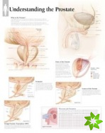 Understanding the Prostate Laminated Poster
