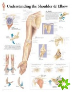 Understanding the Shoulder & Elbow Laminated Poster