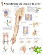 Understanding the Shoulder & Elbow Paper Poster