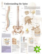 Understanding the Spine Laminated Poster