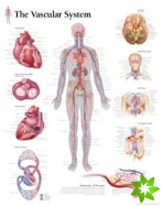 Vascular System Laminated Poster