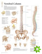 Vertebral Column Laminated Poster