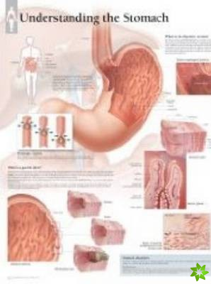Understanding the Stomach Paper Poster
