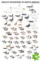 Sibley's Waterfowl of North America