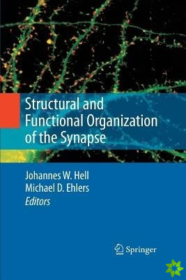 Structural and Functional Organization of the Synapse