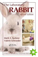 Laboratory Rabbit
