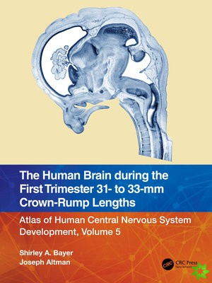 Human Brain during the First Trimester 31- to 33-mm Crown-Rump Lengths