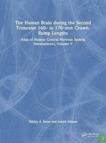 Human Brain during the Second Trimester 160 to 170mm Crown-Rump Lengths