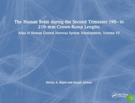 Human Brain during the Second Trimester 190 to 210mm Crown-Rump Lengths