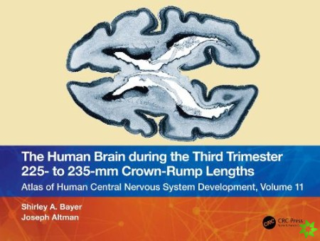 Human Brain during the Third Trimester 225 to 235mm Crown-Rump Lengths