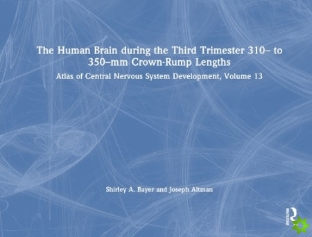 Human Brain during the Third Trimester 310 to 350mm Crown-Rump Lengths