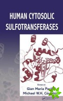 Human Cytosolic Sulfotransferases