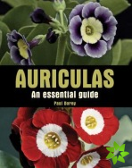 Auriculas