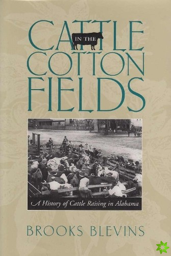 Cattle in the Cotton Fields