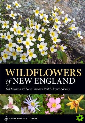 Wildflowers of New England