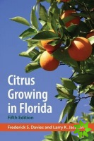 Citrus Growing In Florida