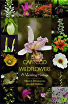 Cape Cod Wildflowers