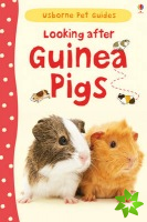 Looking after Guinea Pigs