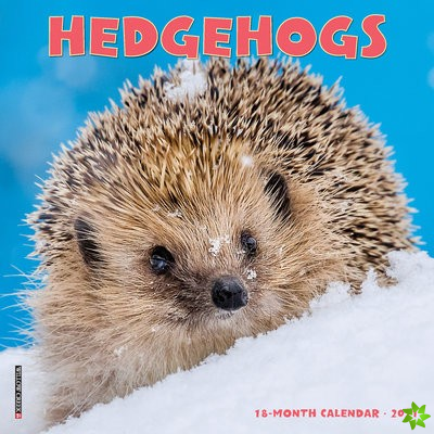 Hedgehogs 2021 Mini Wall Calendar