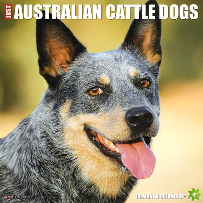 Just Australian Cattle Dogs 2023 Wall Calendar