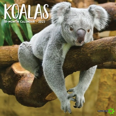 Koala Bears 2023 Mini Wall Calendar